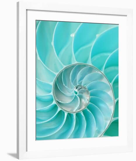 Nautilus Shell II-null-Framed Art Print