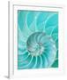 Nautilus Shell II-null-Framed Art Print