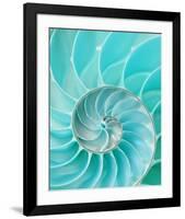 Nautilus Shell II-null-Framed Art Print