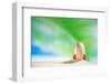 Nautilus Shell  with Palm Leaf , Beach and Seascape, Shallow Dof-lenka-Framed Photographic Print