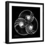 Nautilus Shell Xray-Albert Koetsier-Framed Premium Giclee Print