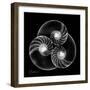 Nautilus Shell Xray-Albert Koetsier-Framed Premium Giclee Print