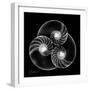 Nautilus Shell Xray-Albert Koetsier-Framed Premium Giclee Print