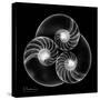 Nautilus Shell Xray-Albert Koetsier-Stretched Canvas