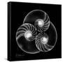 Nautilus Shell Xray-Albert Koetsier-Framed Stretched Canvas