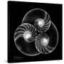 Nautilus Shell Xray-Albert Koetsier-Stretched Canvas