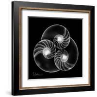 Nautilus Shell Xray-Albert Koetsier-Framed Art Print