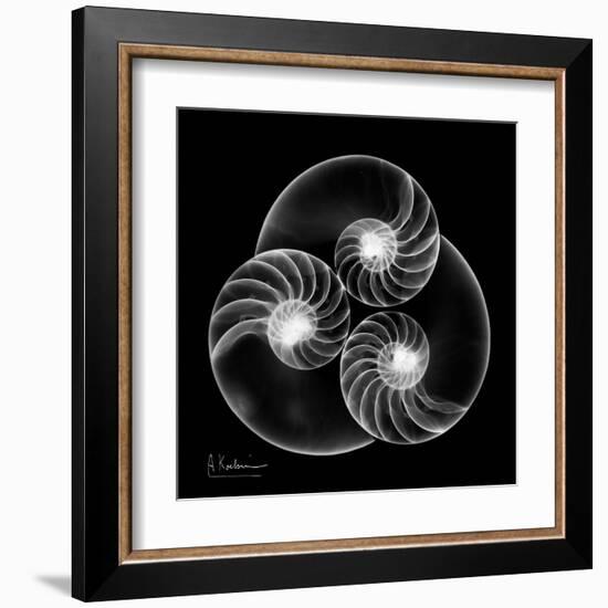 Nautilus Shell Xray-Albert Koetsier-Framed Art Print