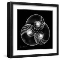 Nautilus Shell Xray-Albert Koetsier-Framed Art Print