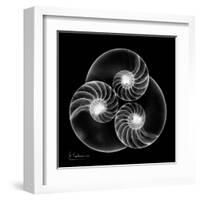 Nautilus Shell Xray-Albert Koetsier-Framed Art Print