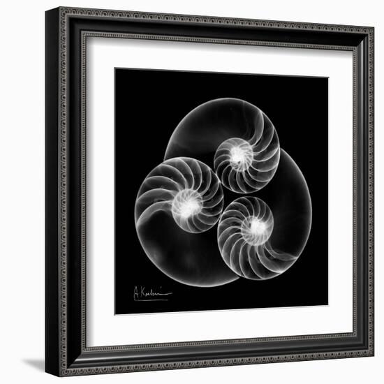 Nautilus Shell Xray-Albert Koetsier-Framed Art Print