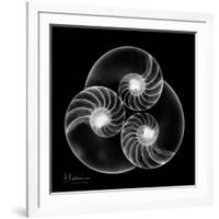 Nautilus Shell Xray-Albert Koetsier-Framed Art Print