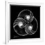 Nautilus Shell Xray-Albert Koetsier-Framed Art Print