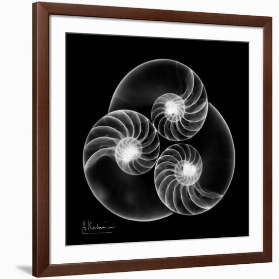 Nautilus Shell Xray-Albert Koetsier-Framed Art Print