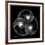 Nautilus Shell Xray-Albert Koetsier-Framed Art Print