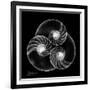 Nautilus Shell Xray-Albert Koetsier-Framed Art Print