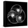 Nautilus Shell Xray-Albert Koetsier-Framed Stretched Canvas