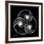 Nautilus Shell Xray-Albert Koetsier-Framed Art Print