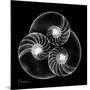 Nautilus Shell Xray-Albert Koetsier-Mounted Art Print