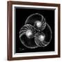 Nautilus Shell Xray-Albert Koetsier-Framed Art Print