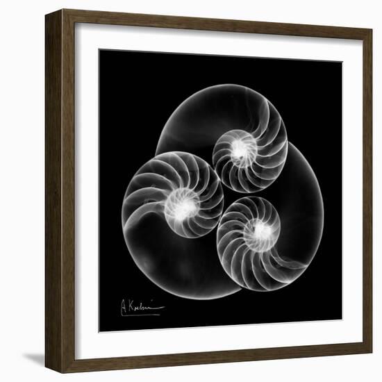 Nautilus Shell Xray-Albert Koetsier-Framed Art Print