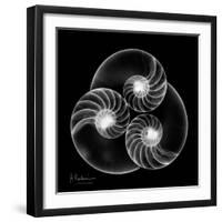 Nautilus Shell Xray-Albert Koetsier-Framed Art Print