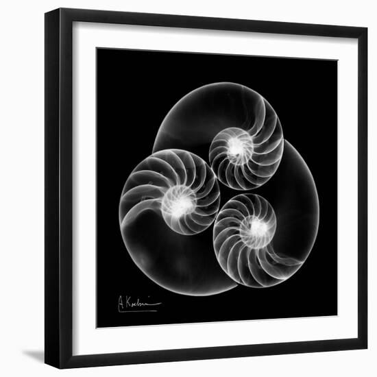 Nautilus Shell Xray-Albert Koetsier-Framed Art Print