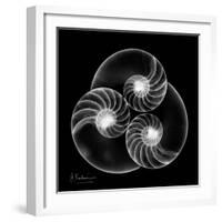 Nautilus Shell Xray-Albert Koetsier-Framed Art Print