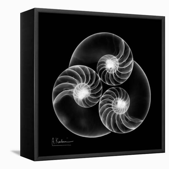 Nautilus Shell Xray-Albert Koetsier-Framed Stretched Canvas