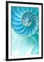 Nautilus Shell-null-Framed Premium Giclee Print