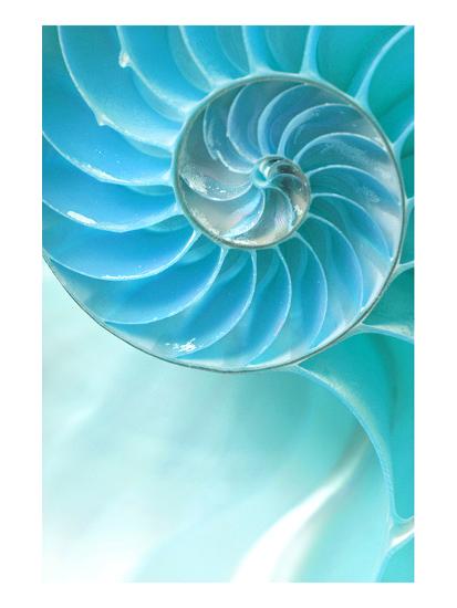 Nautilus Shell Art Allposters Com