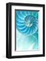 Nautilus Shell-null-Framed Art Print