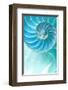 Nautilus Shell-null-Framed Art Print