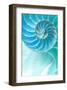 Nautilus Shell-null-Framed Art Print