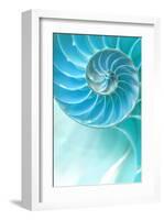 Nautilus Shell-null-Framed Art Print