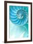 Nautilus Shell-null-Framed Art Print