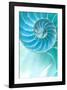 Nautilus Shell-null-Framed Art Print