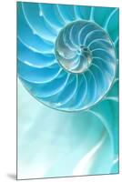 Nautilus Shell-null-Mounted Art Print