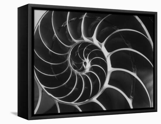 Nautilus Shell-Andreas Feininger-Framed Stretched Canvas