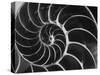 Nautilus Shell-Andreas Feininger-Stretched Canvas