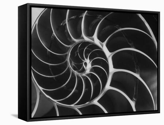 Nautilus Shell-Andreas Feininger-Framed Stretched Canvas
