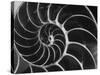 Nautilus Shell-Andreas Feininger-Stretched Canvas