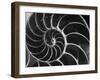 Nautilus Shell-Andreas Feininger-Framed Photographic Print