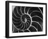 Nautilus Shell-Andreas Feininger-Framed Photographic Print