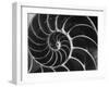 Nautilus Shell-Andreas Feininger-Framed Photographic Print