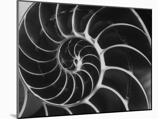 Nautilus Shell-Andreas Feininger-Mounted Photographic Print