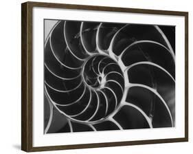 Nautilus Shell-Andreas Feininger-Framed Photographic Print