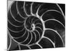 Nautilus Shell-Andreas Feininger-Mounted Photographic Print