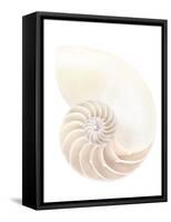 Nautilus Shell-Gavin Kingcome-Framed Stretched Canvas