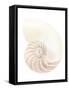 Nautilus Shell-Gavin Kingcome-Framed Stretched Canvas